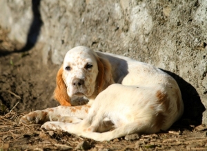 Sognando il setter
